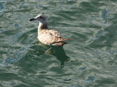 Larus occidentalis