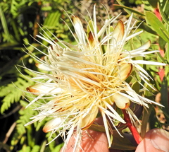 Protea lanceolata