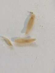 Dendrocoelum lacteum
