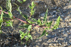 Ambrosia ambrosioides