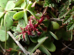 Synchytrium papillatum