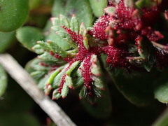 Synchytrium papillatum