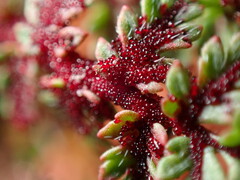 Synchytrium papillatum