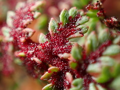 Synchytrium papillatum