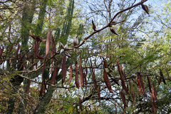 Vachellia campechiana