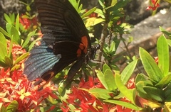 Papilio memnon agenor