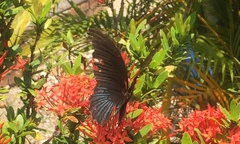 Papilio memnon agenor