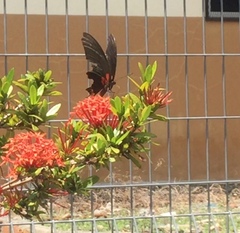 Papilio memnon agenor