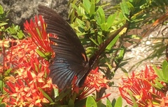 Papilio memnon agenor