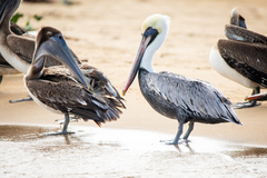 Pelecanus occidentalis
