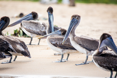 Pelecanus occidentalis