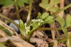Ammoselinum butleri