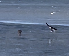 Haliaeetus leucocephalus washingtoniensis