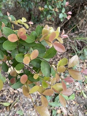 Syzygium elliptifolium
