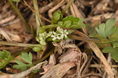 Ammoselinum butleri