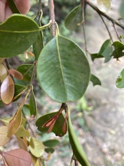 Syzygium elliptifolium