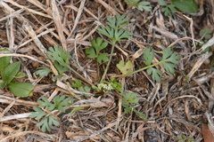 Ammoselinum butleri