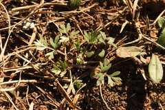 Ammoselinum butleri