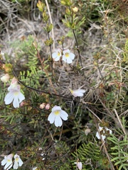 Euphrasia cuneata
