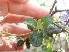 Ceanothus palmeri
