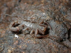 Serradigitus gertschi