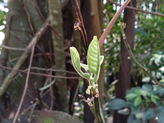Homalium