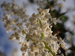 Ceanothus palmeri