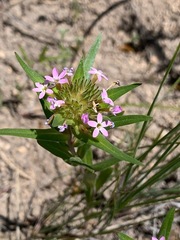 Collomia linearis