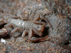 Serradigitus gertschi