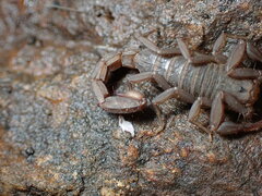 Serradigitus gertschi