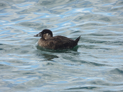 Melanitta perspicillata