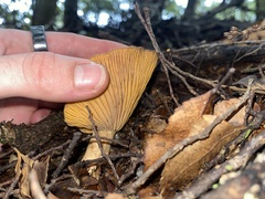 Lactarius novae-zelandiae