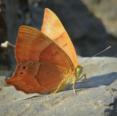 Abisara bifasciata