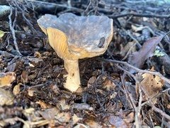 Lactarius novae-zelandiae