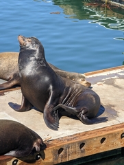 Zalophus californianus