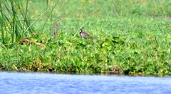 Vanellus crassirostris