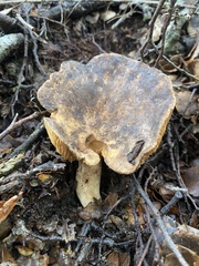 Lactarius novae-zelandiae