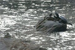 Trachemys scripta elegans