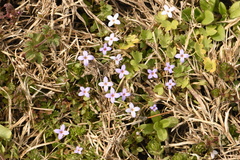 Houstonia pusilla