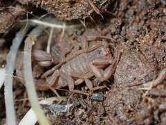 Serradigitus gertschi