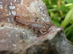 Serradigitus gertschi