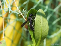 Allorhynchium chinense