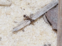Dorymyrmex bureni