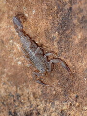 Serradigitus gertschi