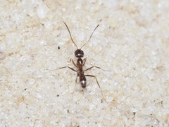 Dorymyrmex bureni