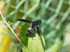 Allorhynchium chinense