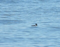 Gavia pacifica