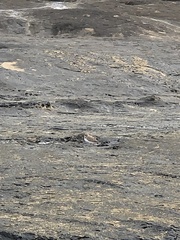 Charadrius alexandrinus