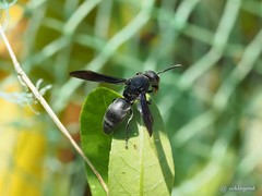 Allorhynchium chinense