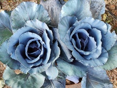 Brassica oleracea capitata